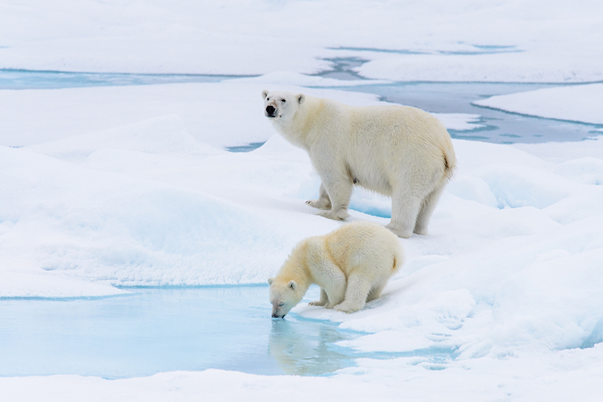 polar bears in the arctic.