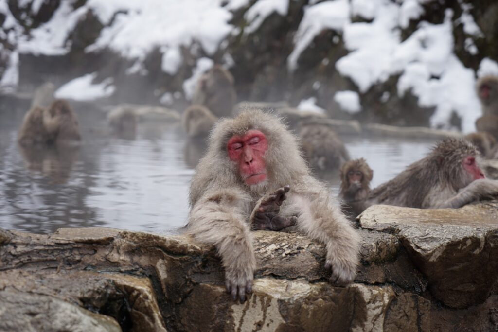 japanese monkey in hot spring
