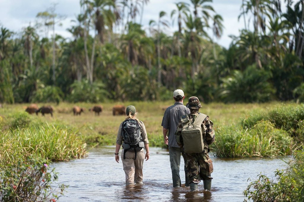 gorilla trekking in congo