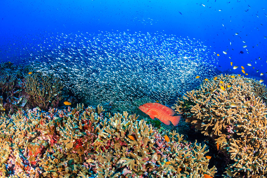 coral reef fish similan islands thailand.