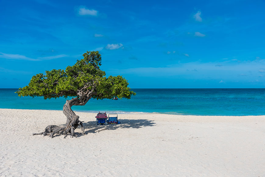 divi divi tree on eagle beach aruba.