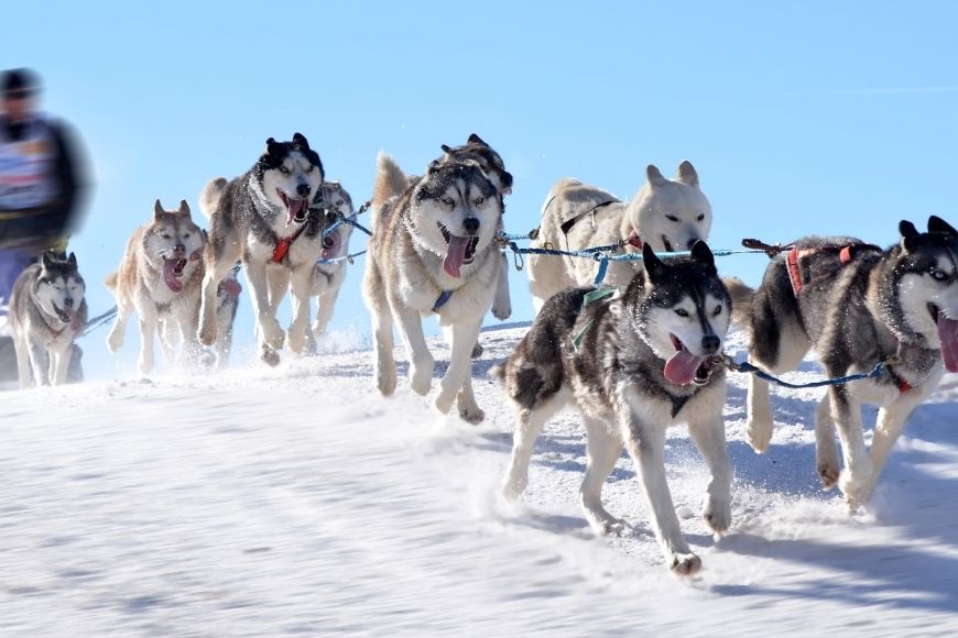 husky sledding.