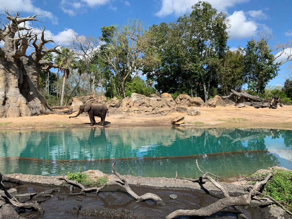 Disney’s Animal Kingdom Theme Park