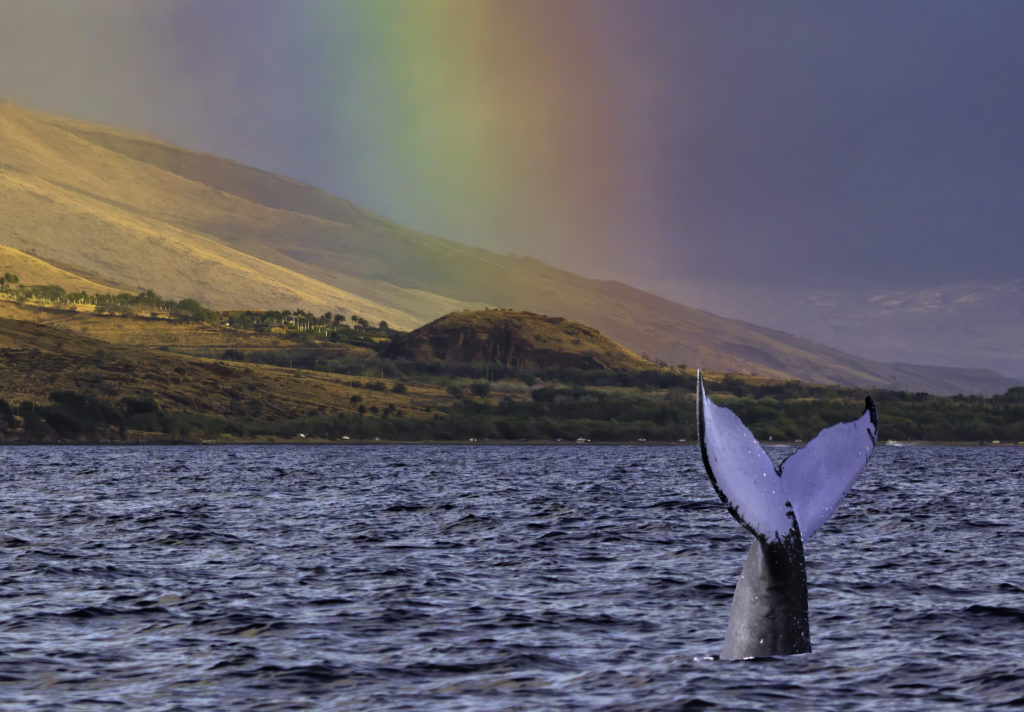Whale tail breaching off the coast of Maui