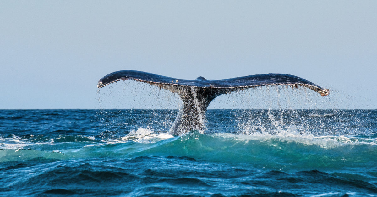 The 10 Best Whale Watching Destinations in the U.S.