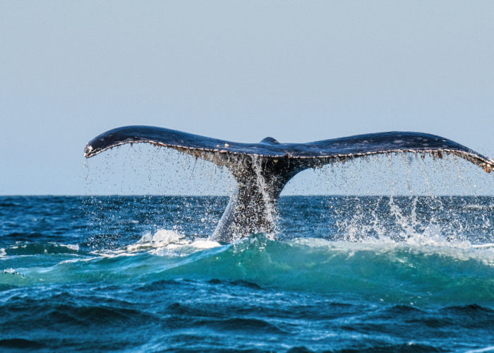 Whale tail breaching out of water