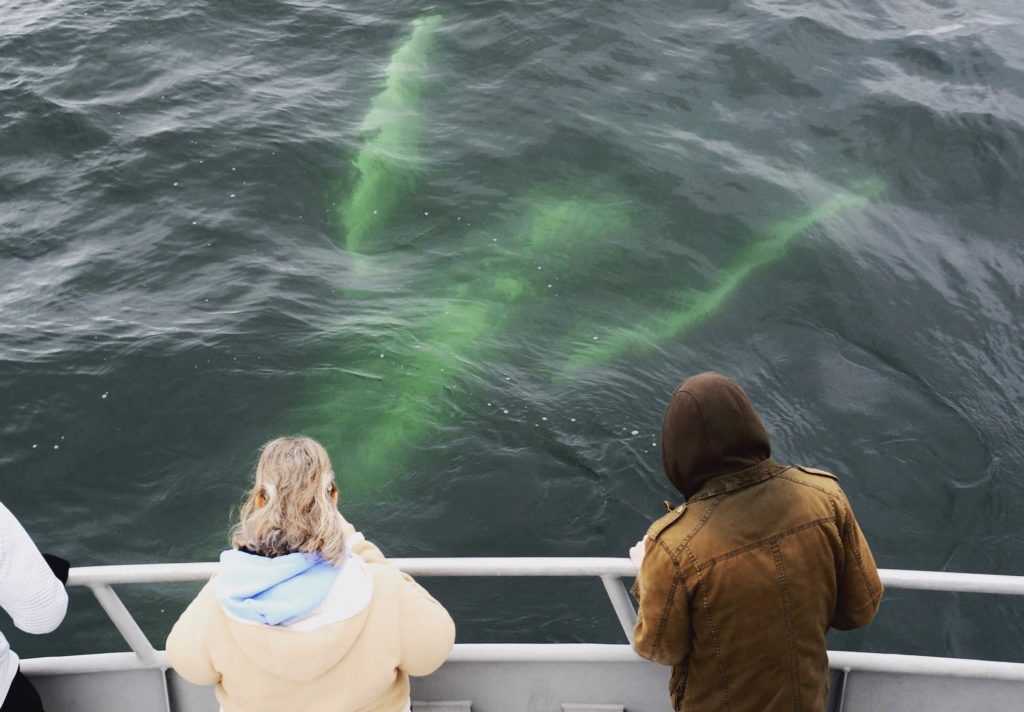 Tourists watching whale swim underneath their boat