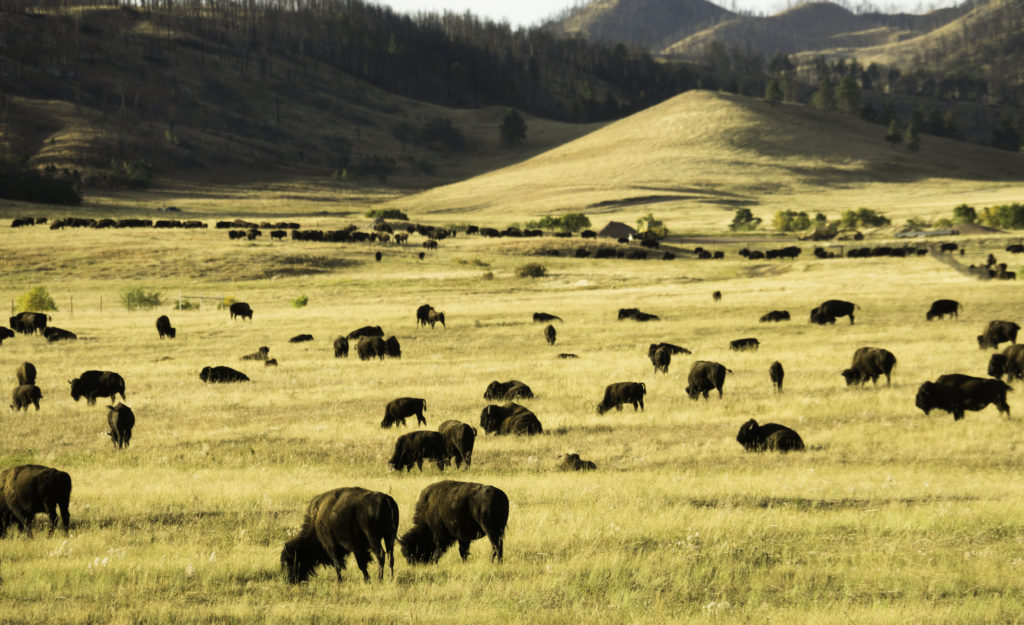 Buffalo in Custer State Park, South Dakota