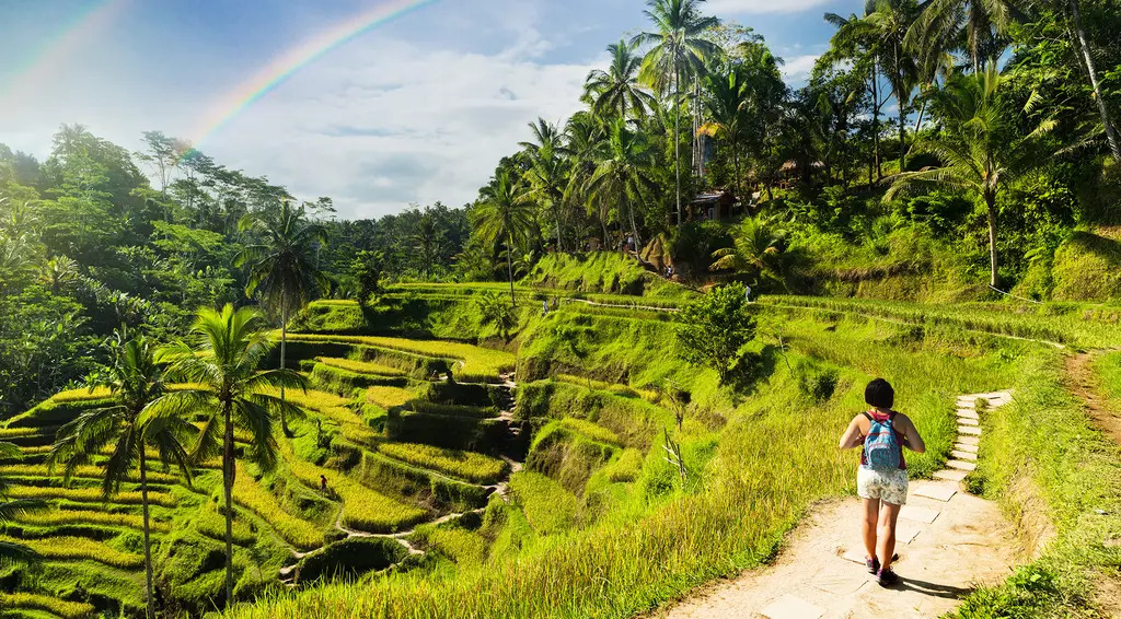 Woman walking along tiered fields in Bali