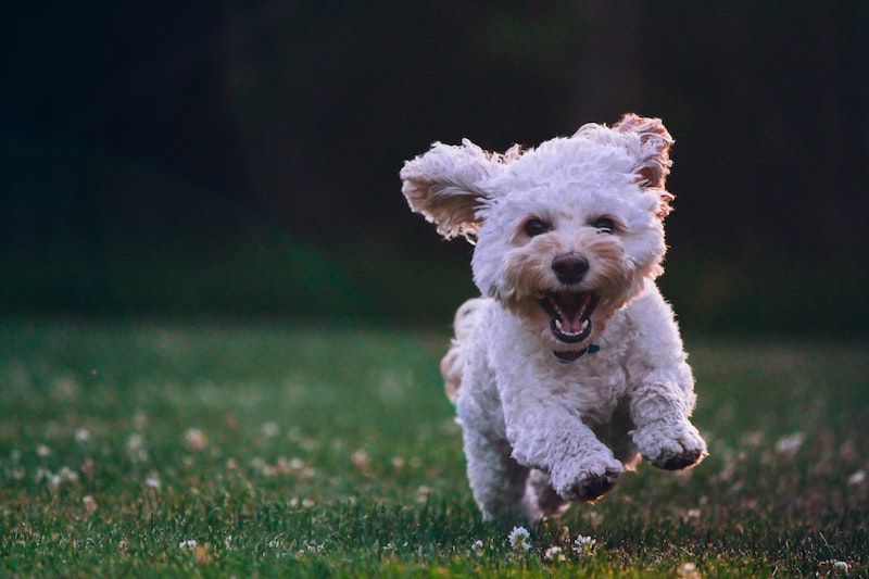 Dog running through the grass at The Benson hotel