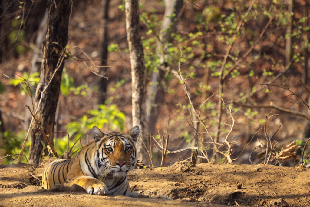 Tiger at Pench National Park in India