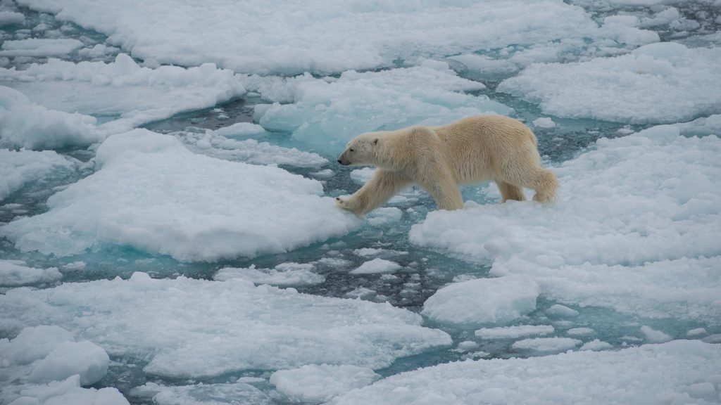 Polar bear walking across broken ice