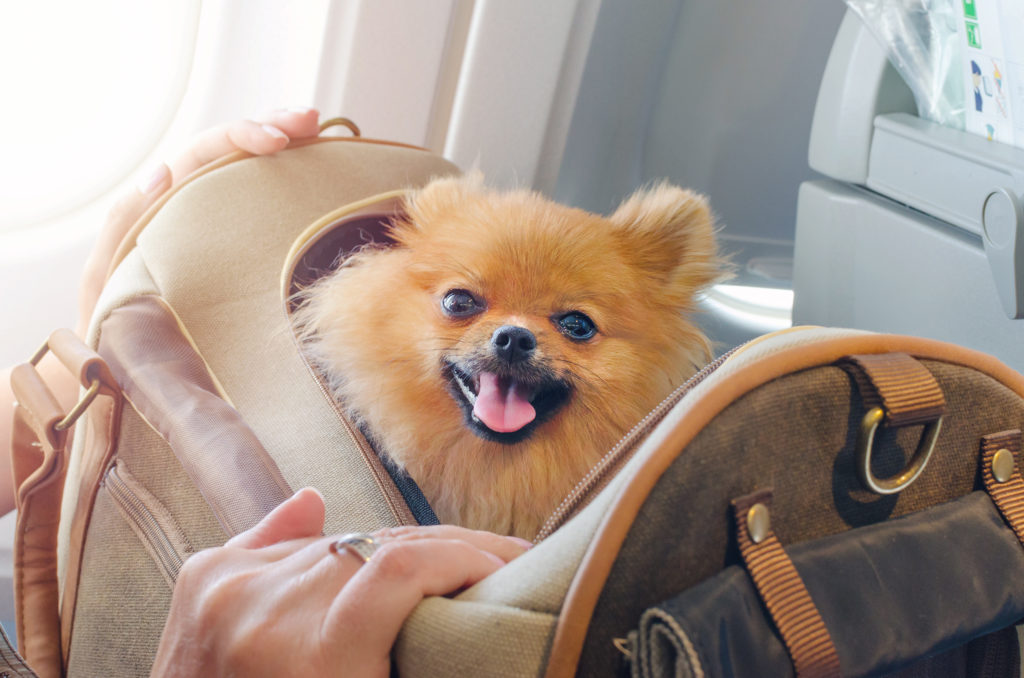 Flying with a Dog? Heres What You Need to Know