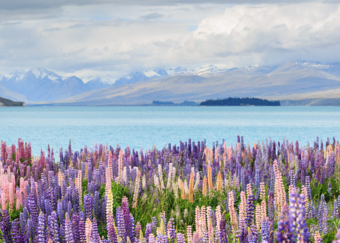 Lupines by Lake Tekapo, New Zealand