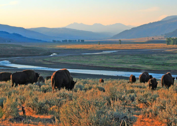 Herd of buffalo in the Lamar Valley in Yellowstone National Park