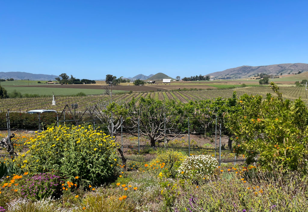 Gardens and grapevines at Wolff Vineyards in San Luis Obispo, California