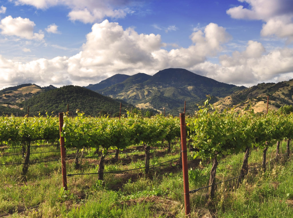 Vineyard in Calistoga, California