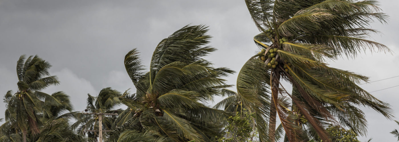 Tops of palm trees being blown by hurricane force winds