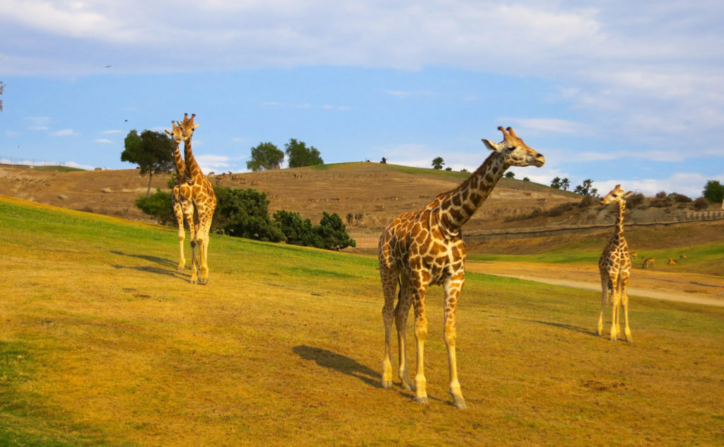 Giraffes walking in open space at the San Diego Zoo Safari Park