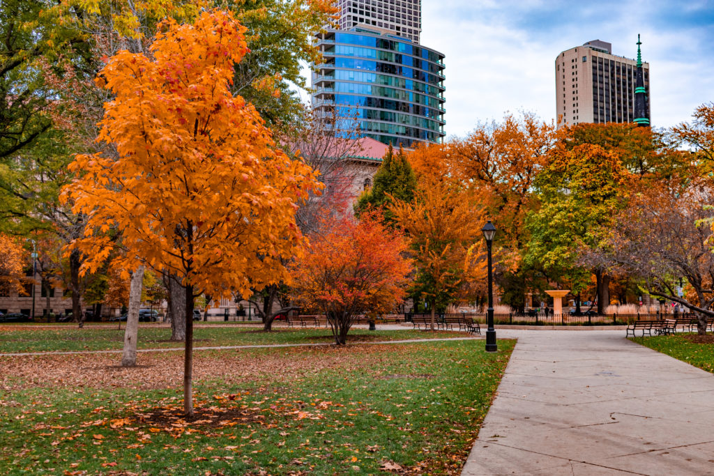 Fall foliage in Washington Square Park in Chicago with building in the background