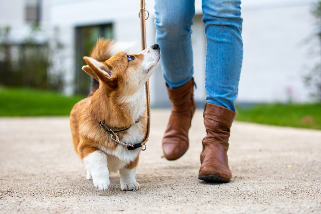 A corgi is being walked by its owner on a leash.