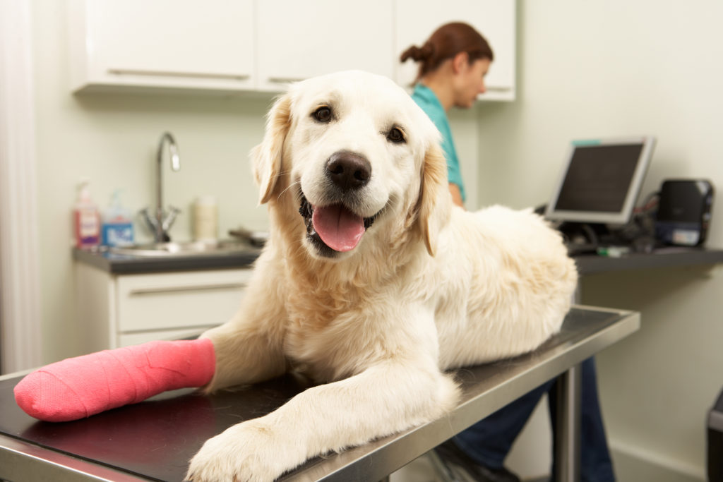 A dog is sitting on a veterinary table with pink paint on his leg