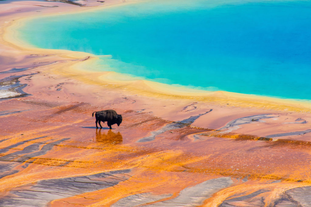 Bison walking on Grand Prismatic hot spring in Yellowstone National Park