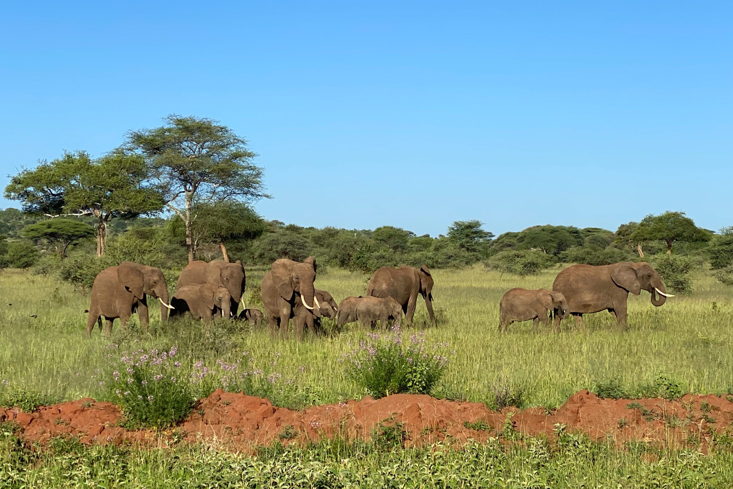 Herd of elephants on the plains of Tanzania
