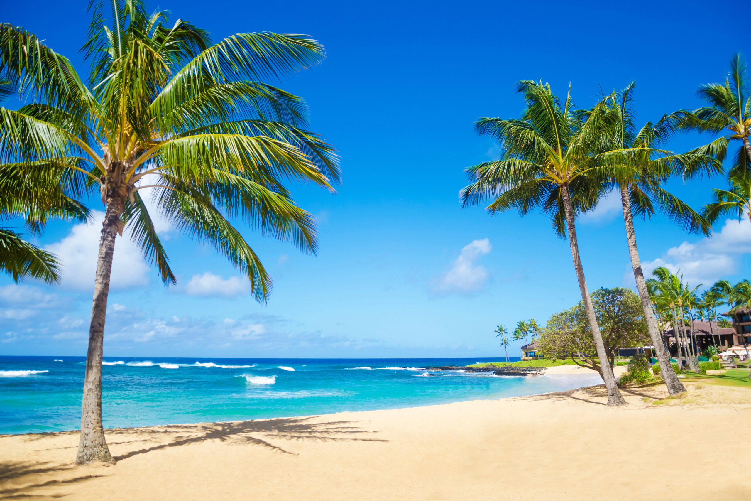 Coconut Palm tree on the sandy Poipu beach in Hawaii, Kauai