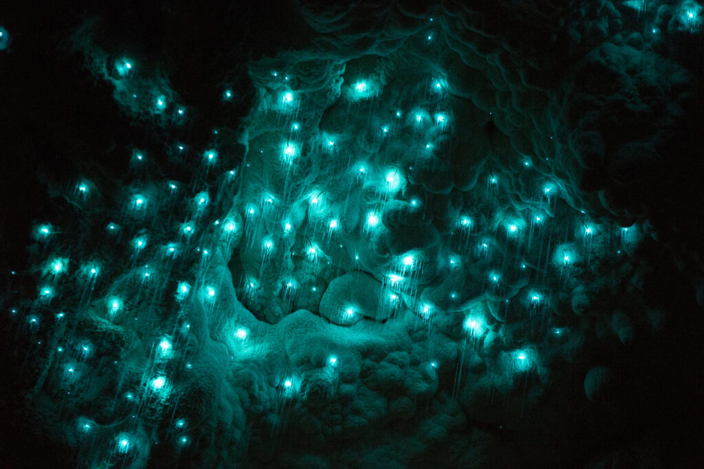 Glow worms in Waitomo caves in New Zealand