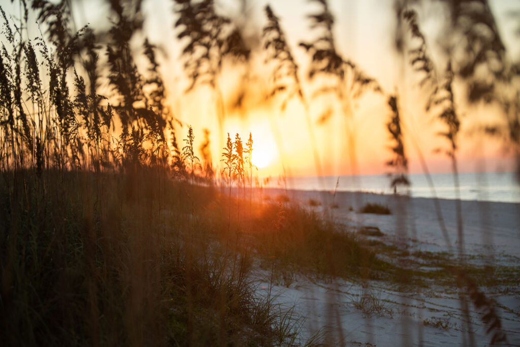 Sunset at Gulf Shores, Alabama seen through grasses at the beach