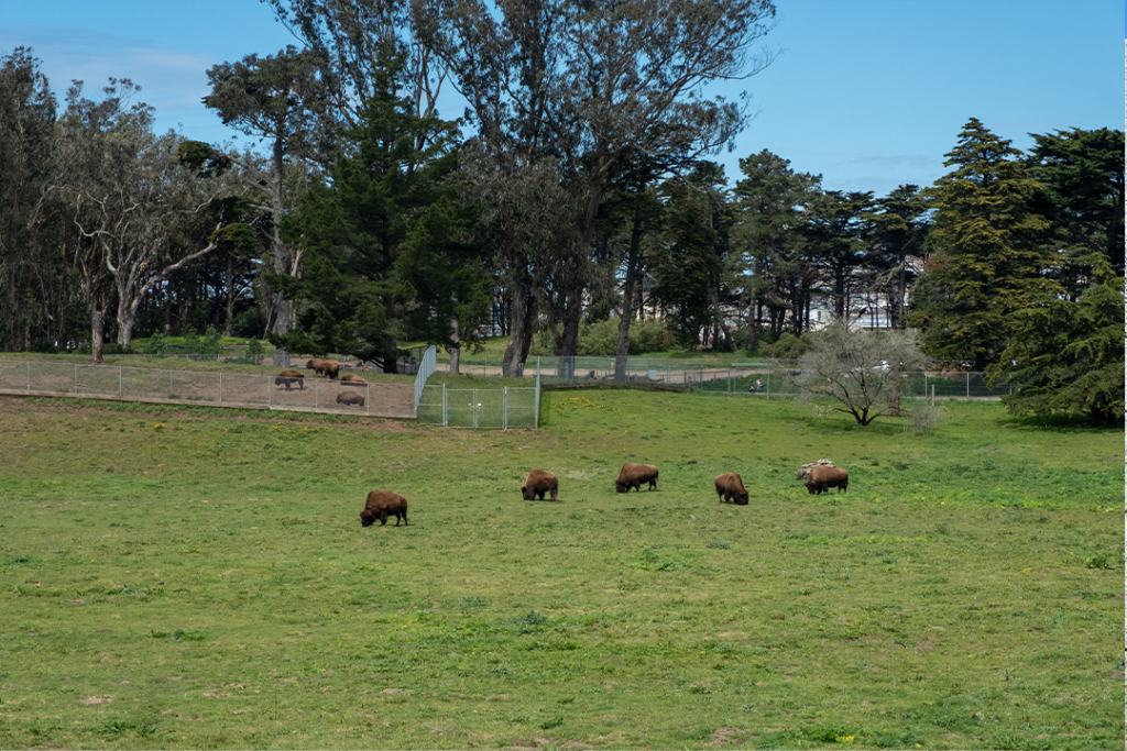 5 Buffalo Grazing, 5 baby bison in background, San Francisco Bison Paddock