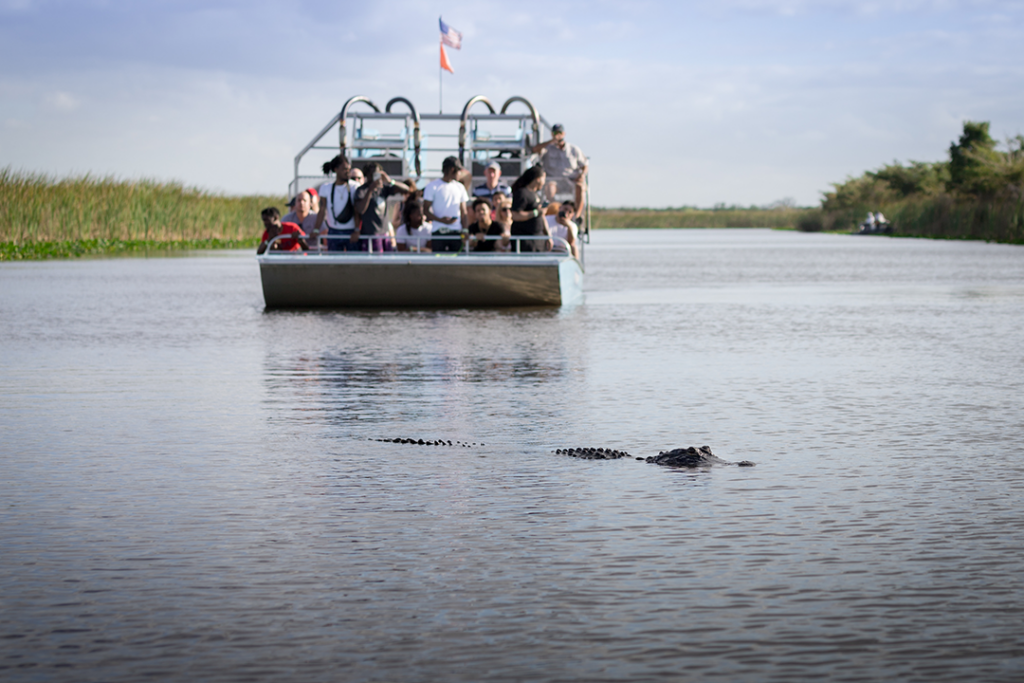 A group of tourists spot an American Alligator in the Florida Everglades from an airboat tour.