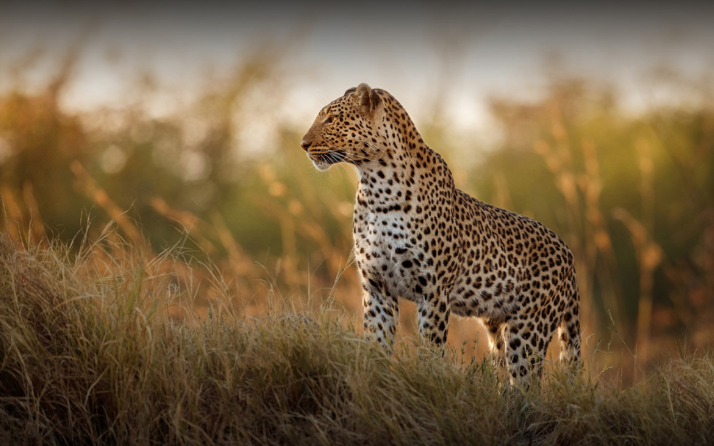 Cheetah in tall grass at sunset