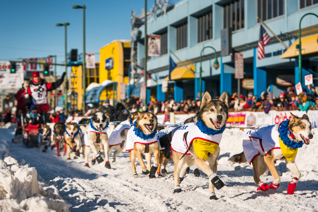 Ceremonial Iditarod Sled Dog Race Start in downtown Anchorage