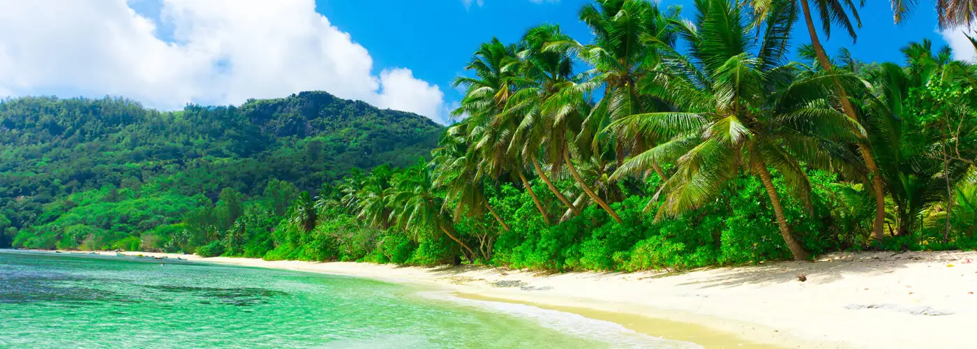 tropical beach with palm trees.