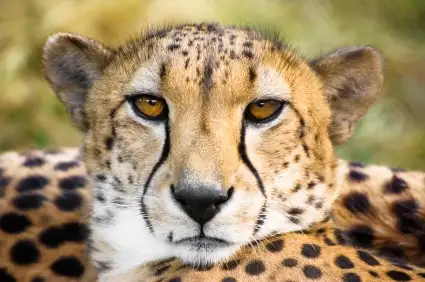 Cheetah Runs Loose in Airplane Cargo Hold