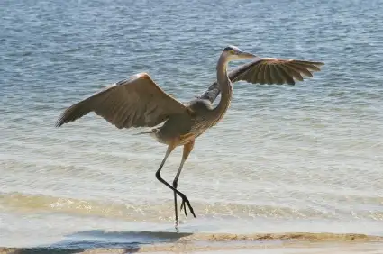 Snowbirds Flock to Hot Deals in Florida