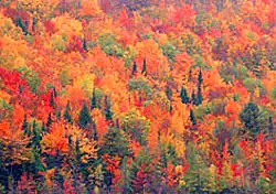 Join the Fall Foliage Patrol