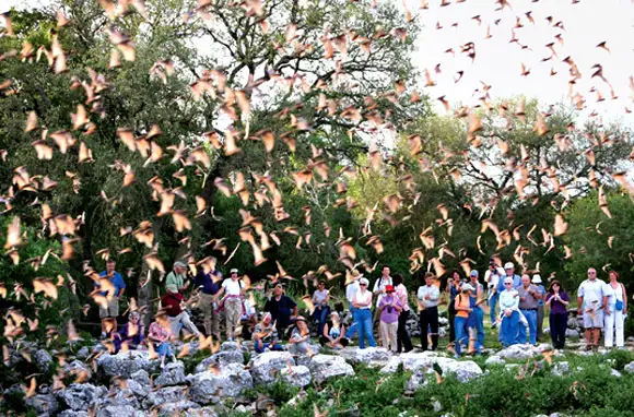 Watch 20 Million Bats Take To The Skies