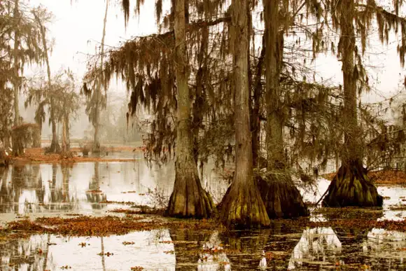 Manchac Swamp (near New Orleans, Louisiana)