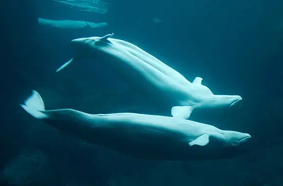 Churchill, Manitoba, Canada: Belugas