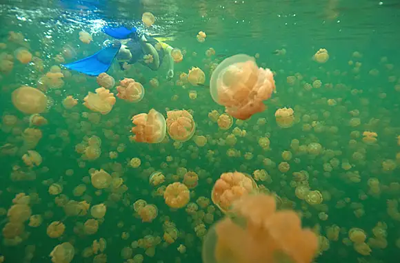 Rock Islands, Palau: Jellyfish Lake