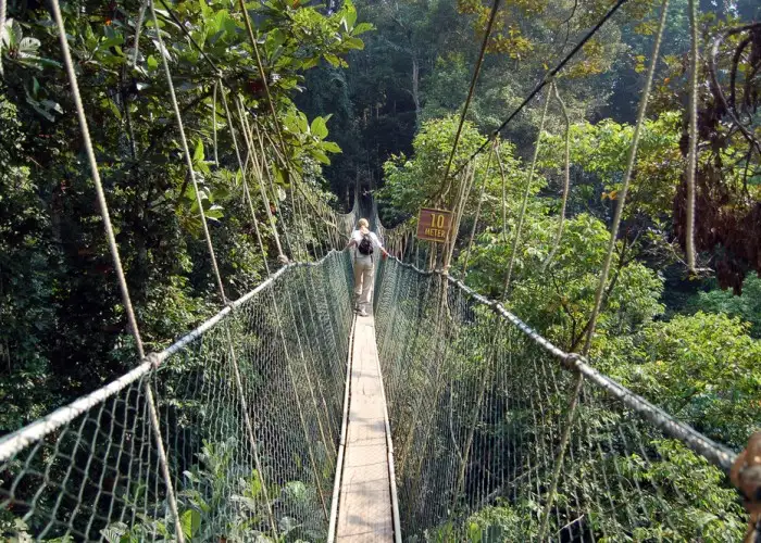 Daily Daydream: Taman Negara, Malaysia