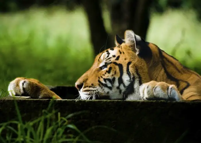 Leonardo DiCaprio Protects Wild Tigers in India and Nepal