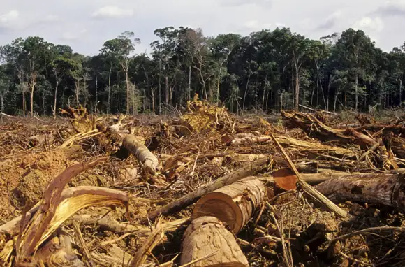 Harrison Ford Restores Amazon Jungles in Brazil