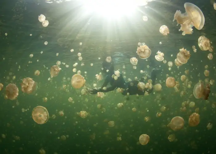 Daily Daydream: Swim with Jellyfish … It’s Totally Safe!