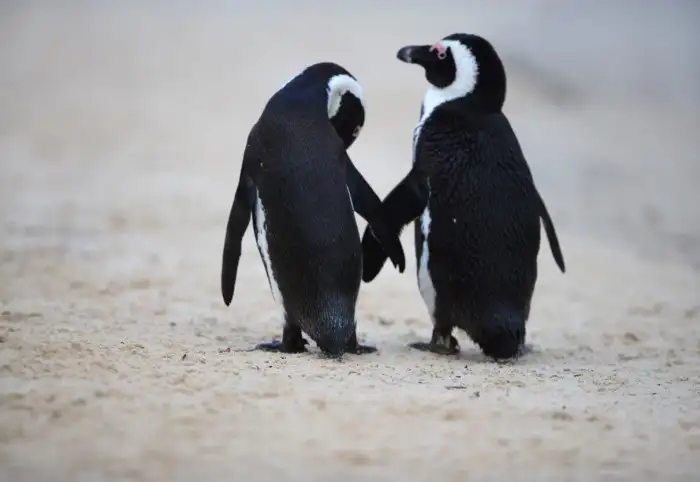 Cute and Deadly Animals in the Air: Penguins and Spiders, Oh My!