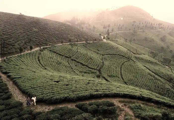 Daily Daydream: Stay at a Working Tea Plantation