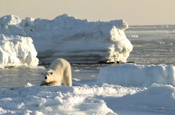 Arctic National Wildlife Refuge